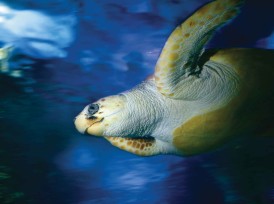 Business directory image