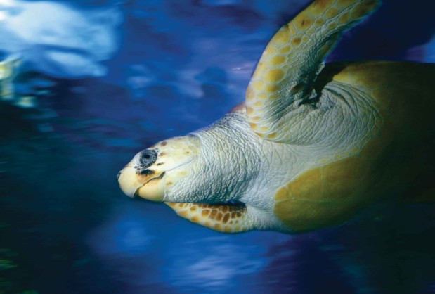 Sea Turtle Swimming At AQWA