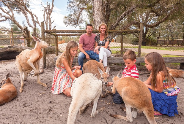 Family Feeding Kangaroos At Caversham Wildlife Park Perth
