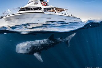 Directory banner image