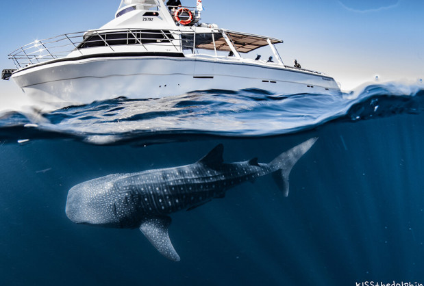 Whaleshark Swimming Under Boat Exmouth Diving