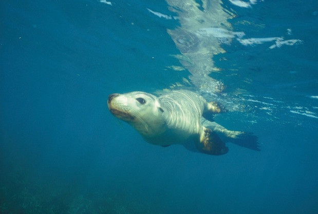 Jurien Bay Marine Park Seal Swimming In Ocean
