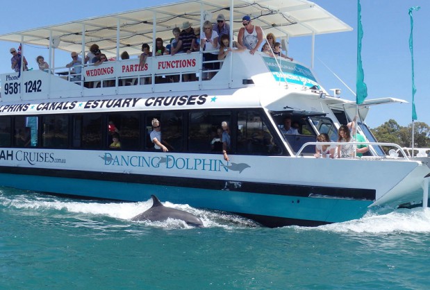 Dolphins Swimming Alongside Mandurah Cruises Boat