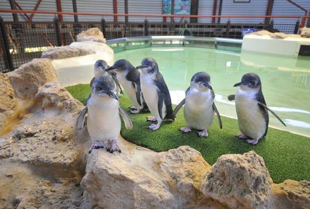 Penguin Island Rockingham Fairy Penguin Feeding