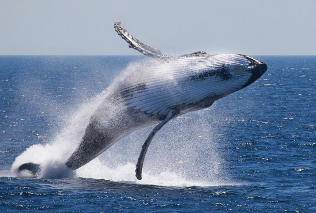 Humpback Whale Jumping Out of Water