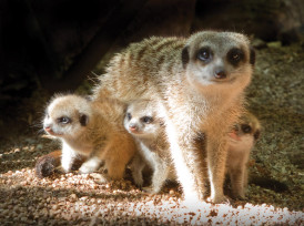 Business directory image