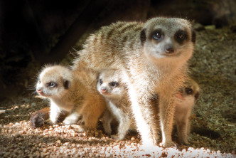 Directory banner image