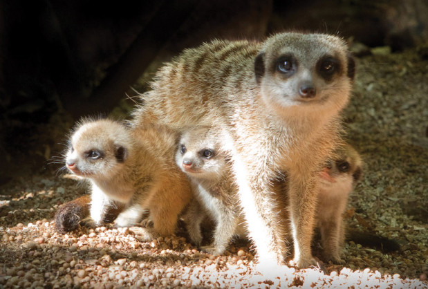Meerkat and Pups At Perth Zoo