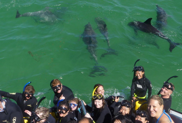 Swimming With Dolphins Rockingham Australia