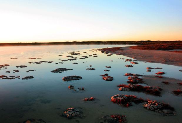 Stromatolites At Lake Thetis Western Australia