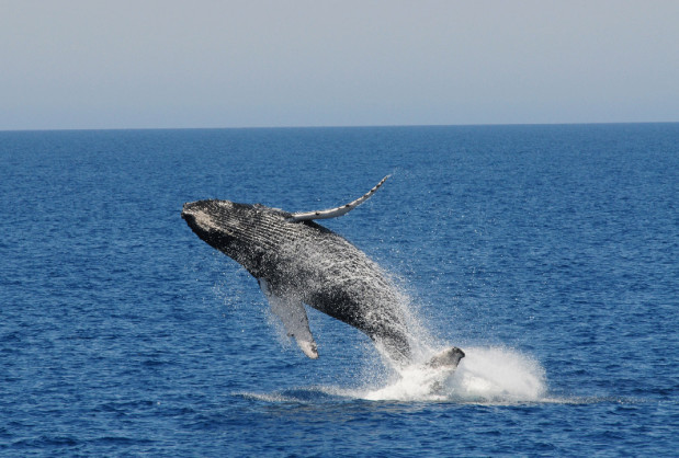 Humpback Whale Jumping Out of Water