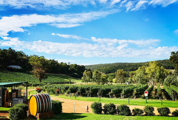 View of Swan Valley Vineyard with Wine Barrel in Foreground