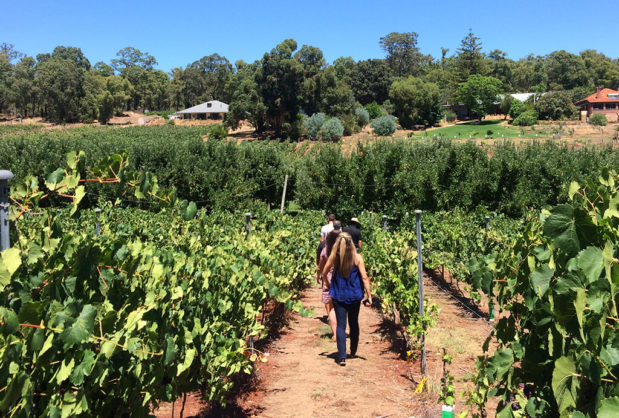 People Walking Through Vineyard Swan Valley